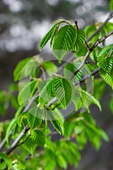 A tree branch with first leaves at spring. Carpinus orientalis.