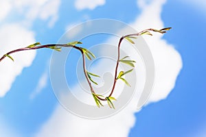 The tree branch with the first leaves. Spring parabola and blue sky. Positive concept