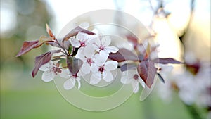 A tree branch with flowers in bloom bein