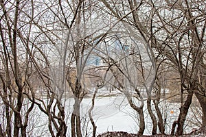 Tree branch on frozen pond