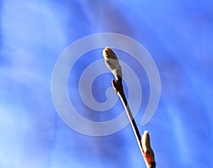 Tree branch in full blossom on a beautiful