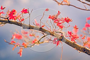 Tree branch full of dark pink flowers at neutral background