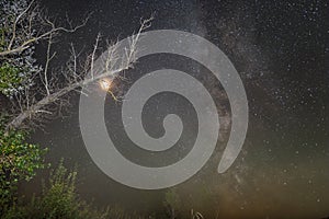 Tree branch full moon and milky way