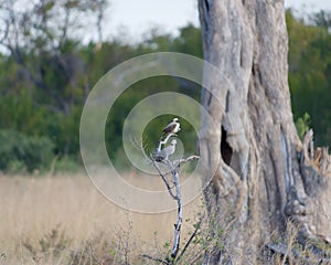 Tree branch in a grassy meadow near a tall deciduous tree with Ring-necked Doves