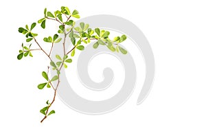 Tree branch and green leaf isolated on white background