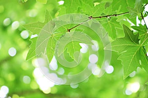 Tree branch with green leaves