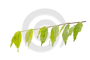 Tree branch and green leaves