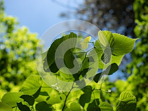 Tree branch with green leaves against a sunny blue sky. floral background