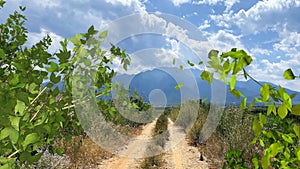 tree branch and green leaves on horizon mountains Olympus wild field grass blue sky whece nature la