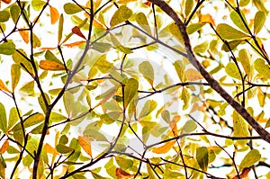 Tree branch with green leaves, Ivory coast almond tree, termina