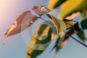 Tree branch with green leaves in warm sunlight against clear blue sky. Selective focus. Leaf opposite sun and sky.