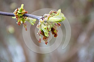 A tree branch with green leaves and the word maple on it photo