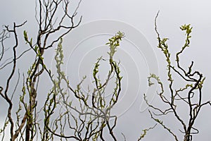 A tree branch with green leaves and the word maple on it photo
