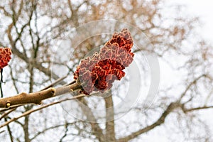 A tree branch with green leaves and the word maple on it photo
