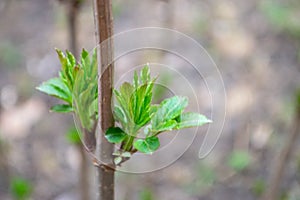 A tree branch with green leaves and the word maple on it photo