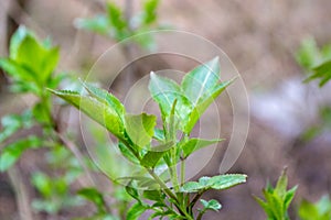 A tree branch with green leaves and the word maple on it photo