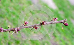 A tree branch with green leaves and the word maple on it photo