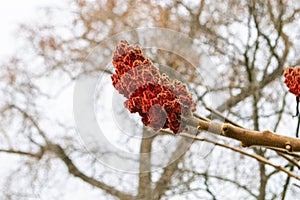 A tree branch with green leaves and the word maple on it photo