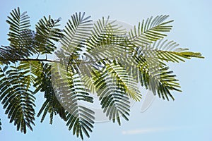 Tree branch with green tropical leaves stretching horizontally along the picture on clear blue sky background