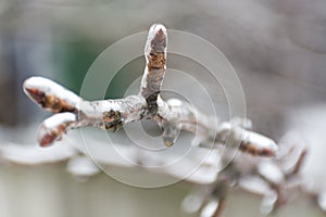 Tree branch in ice
