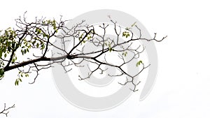 Tree branch isolated on white