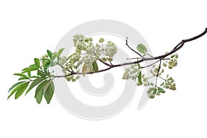 Tree branch isolated on white background