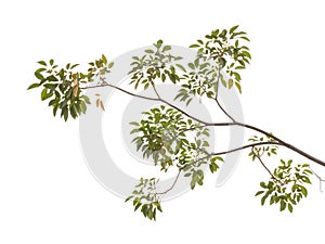 Tree branch isolated on white background