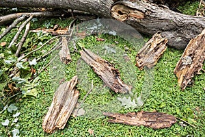 Tree branch lays shattered in pieces after severe weather