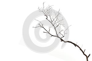 Tree branch without leaf isolated on white