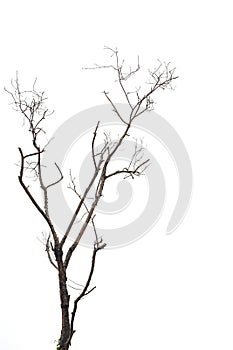 Tree branch without leaf isolated on white