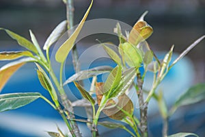 tree branch with leaf in spring