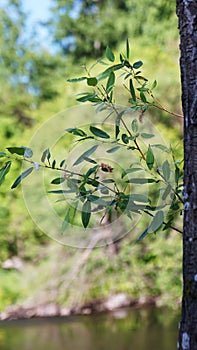 Tree branch with leaves on the background of nature