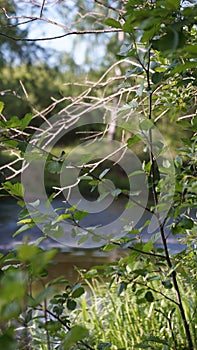 Tree branch with leaves on the background of nature