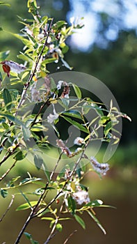 Tree branch with leaves on the background of nature