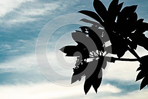 Tree branch and leaves silhouette against cloudy blue skies