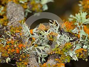 Tree branch with lichens of colors