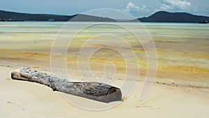 Tree branch lies on the tropical beach