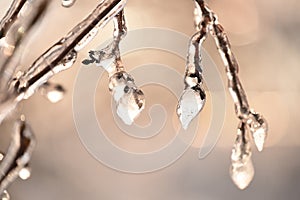 A tree branch with melting icicles and a gentle sunny background.