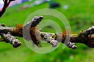 Tree branch with moss and lichen