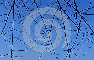 Tree branch next to blue sky.