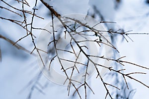 Tree branch with no leaves in a snowy forest, with fluffy snow on part of the branch. Background photo with brown twig branch