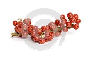 Tree branch of North America Buffaloberry with red berries on white background