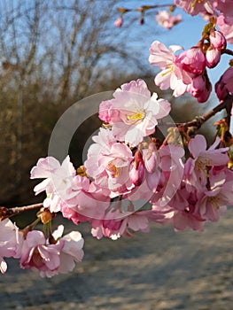 Tree branch with pink cherry blossom flowers during spring in Malmö Sweden