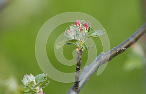Tree branch with pink flower buds close-up on green blurred background. Cherry, apricot, apple, pear, plum or sakura blossoms