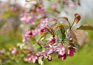blossom apple tree pink flowers green background close-up sunlight bokeh blur