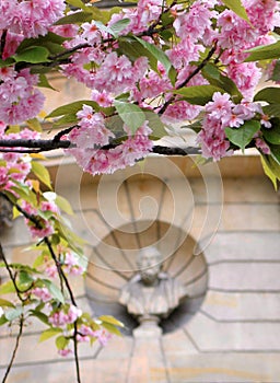 Tree branch with pink flowers and an old building
