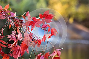 Tree branch with red autumn leaves. The forest river is blurred in the background