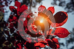 Tree branch with red leaves, close-up, selective focus. Autumn foliage in bright sunlight. Natural backgrounds, space for text