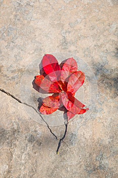 Tree branch with red leaves on natural stone background.
