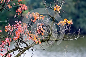Tree branch with red and orange autumn leaves on a background of the river